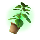 Green Herb backbling Style