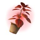 Herbe rouge accessoire de dos style